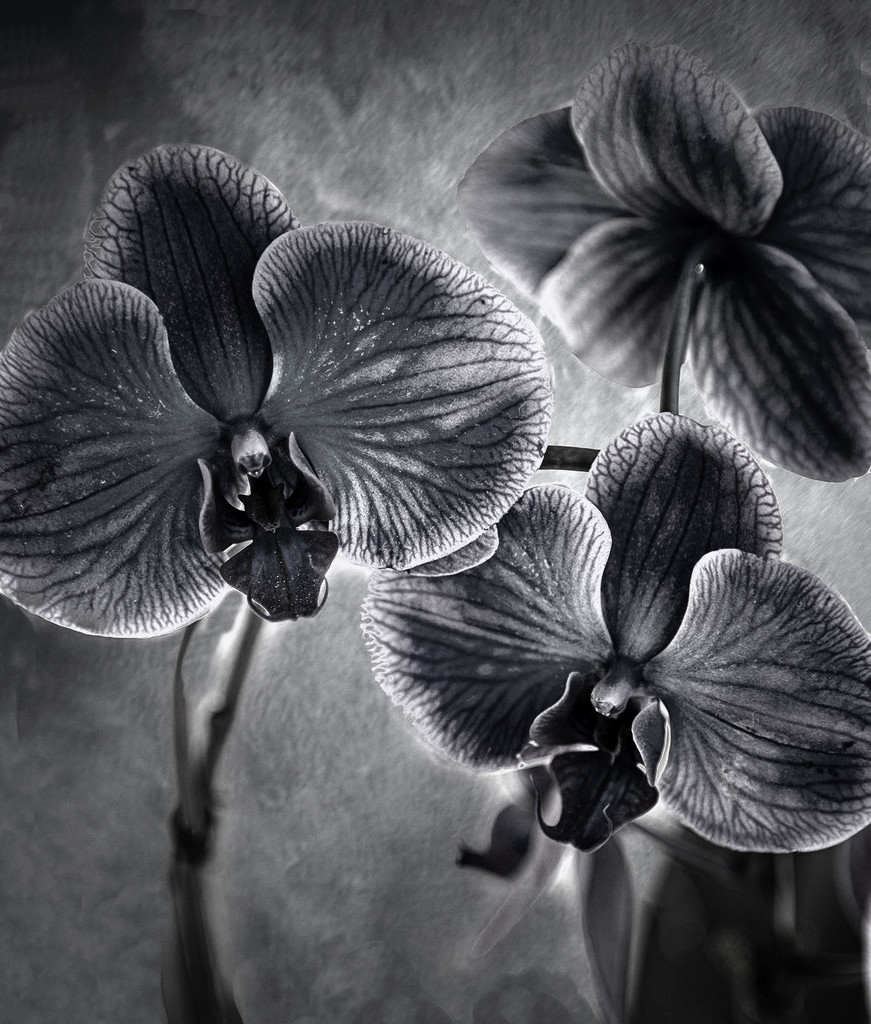 The Orchid by pdulis