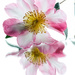 Pink camellia by maureenpp
