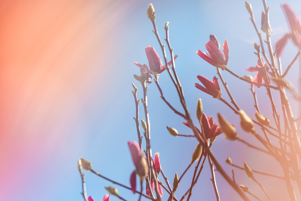 Spring Springing by tina_mac