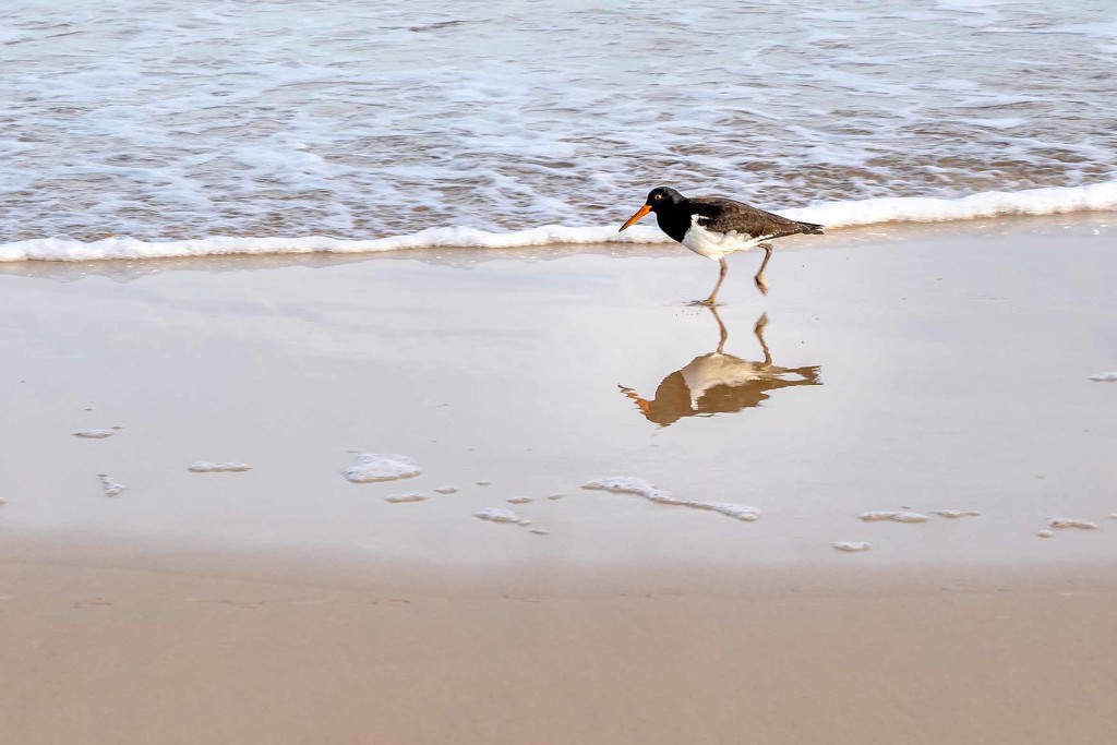 Pied Oyster Catcher by pusspup