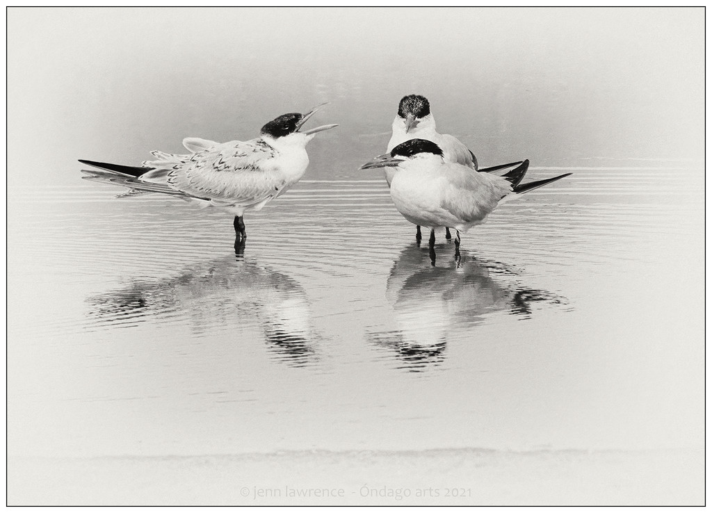 Whose Tern Is It? by aikiuser