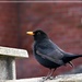 Mr Blackbird by beryl