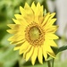A Sunflower To Complete My Rainbow_DSC9886 by merrelyn