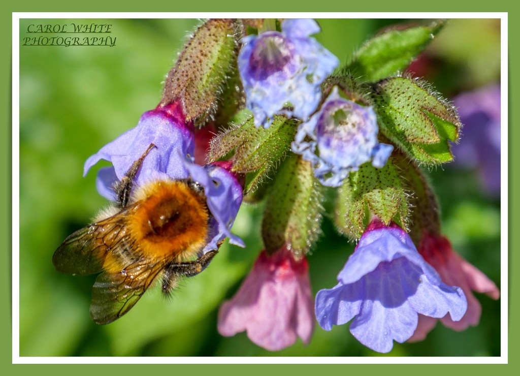 Bee And Pulmonaria by carolmw