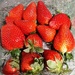 Strawberry fayre. by grace55