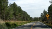 1st Apr 2021 - Timberland on both sides of the road...