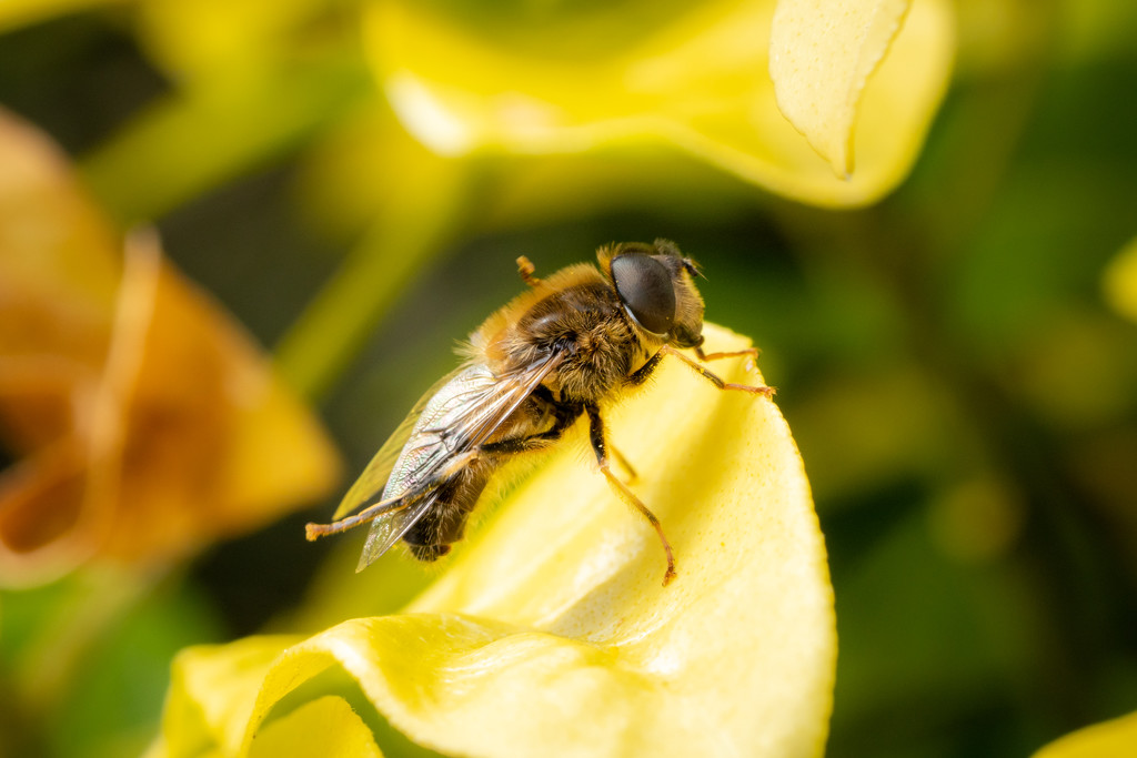 Scratching Hoverfly by humphreyhippo