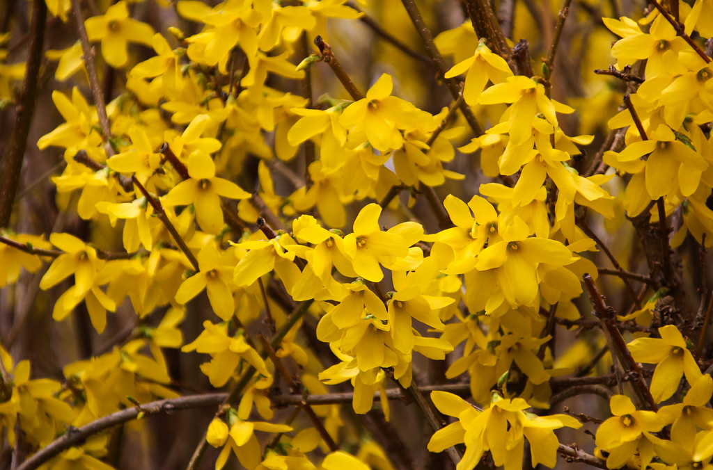 Yellow Forsythia by mittens