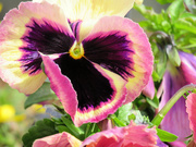 31st Mar 2021 - Colorful Pansy