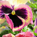 Colorful Pansy by seattlite