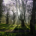 Mapperley Wood by tonygig