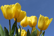 31st Mar 2021 - 🌈 Yellow Tulips