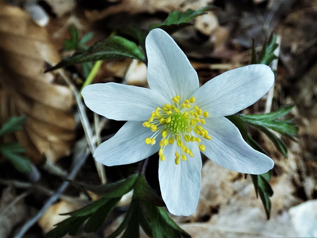 Wood anenome by julienne1