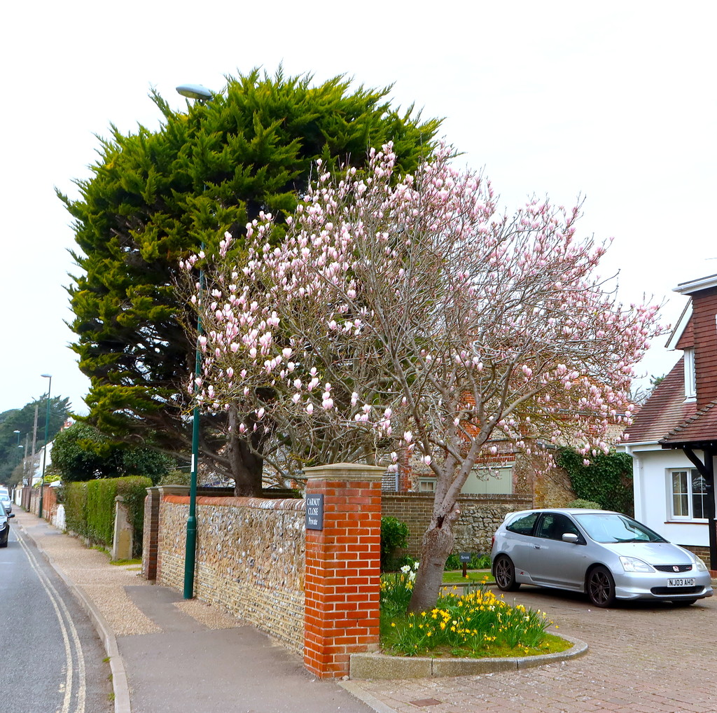 Magnolia In The Gloom by davemockford