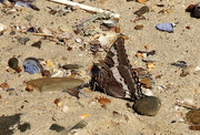 30th Mar 2021 - 2021 03 30 Butterfly on the Beach