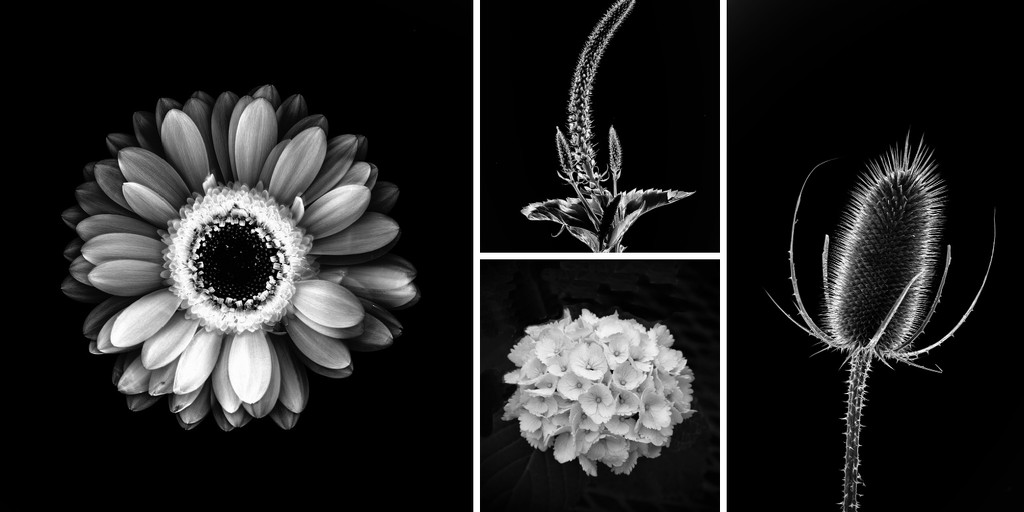 The Art of B&W Flowers by pdulis
