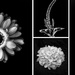 The Art of B&W Flowers by pdulis
