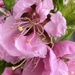 Peach Tree Blossom by cataylor41