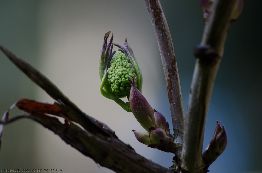 Spring Time - 2021_03_31 by byrdlip