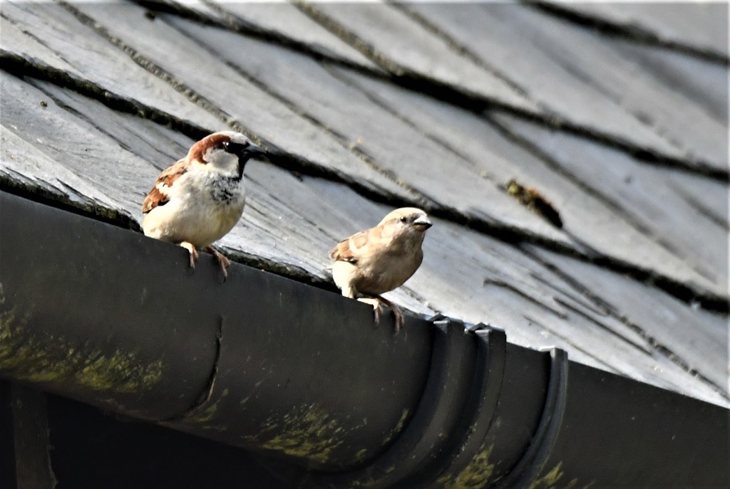 Mr and Mrs Sparrow by rosiekind