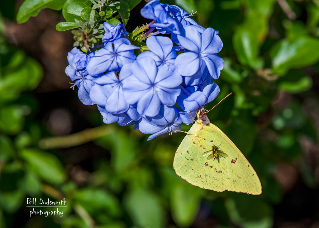 Butterfly and the hitchhiker by photographycrazy