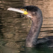 Cormorant profile by stevejacob