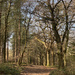 A Walk in the Woods by 365projectmaxine