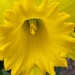 Daffodil by thedarkroom