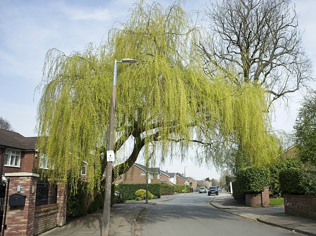 Day 90 The big Willow by delboy207