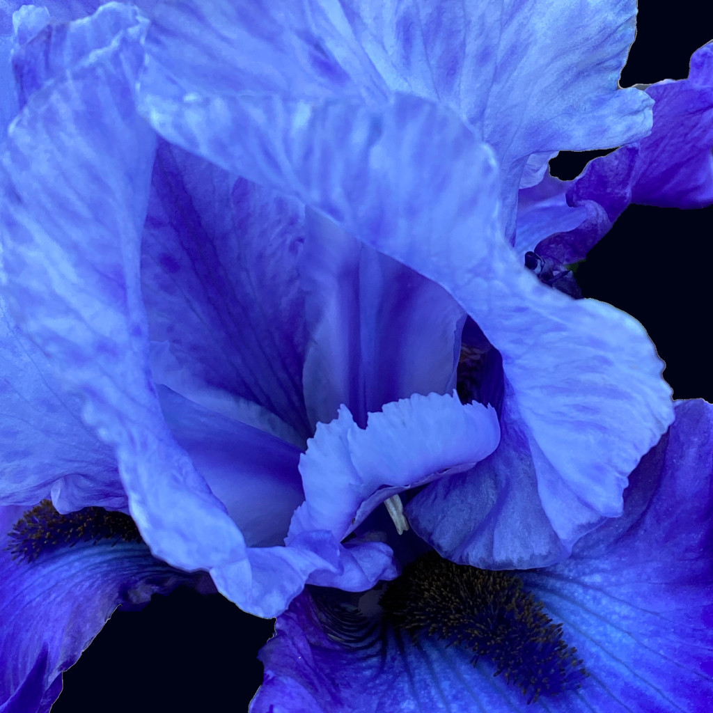 Blue Flower by shutterbug49