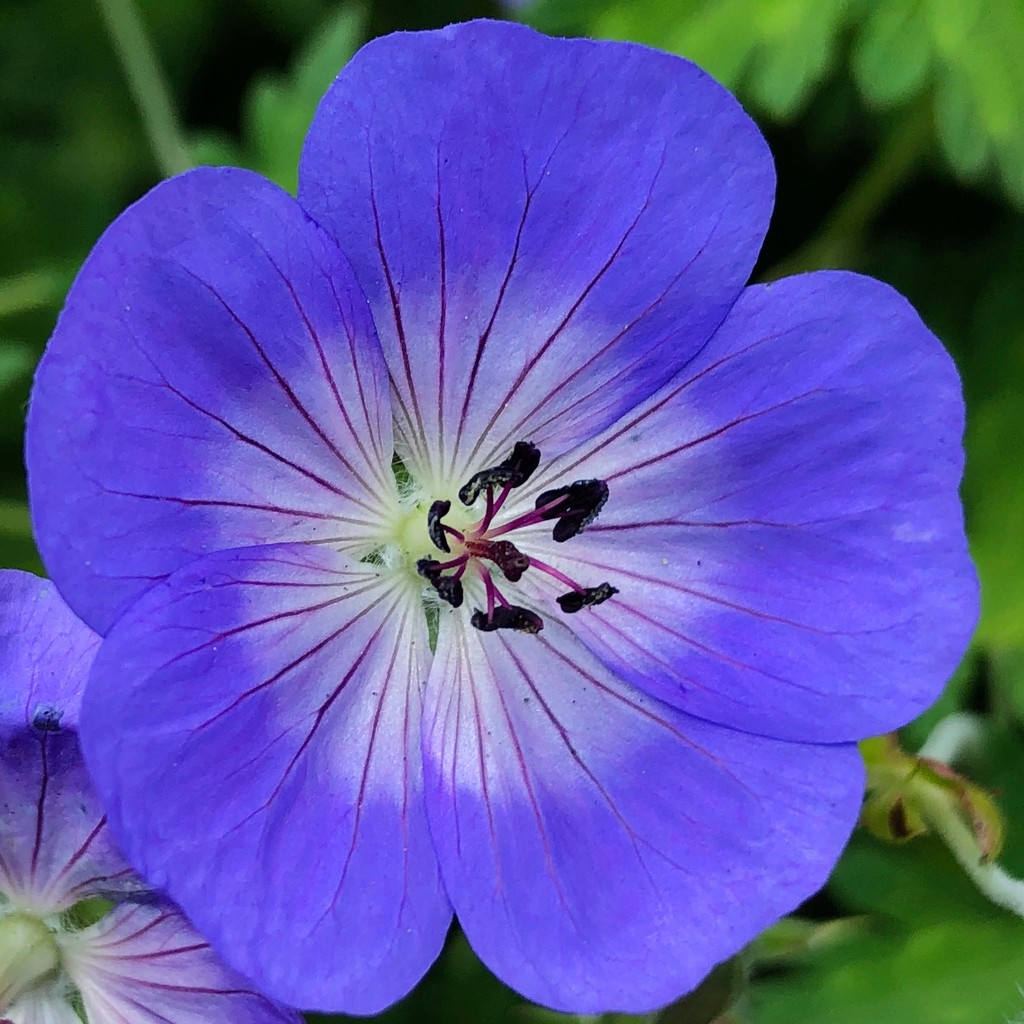 Purple flower by shutterbug49