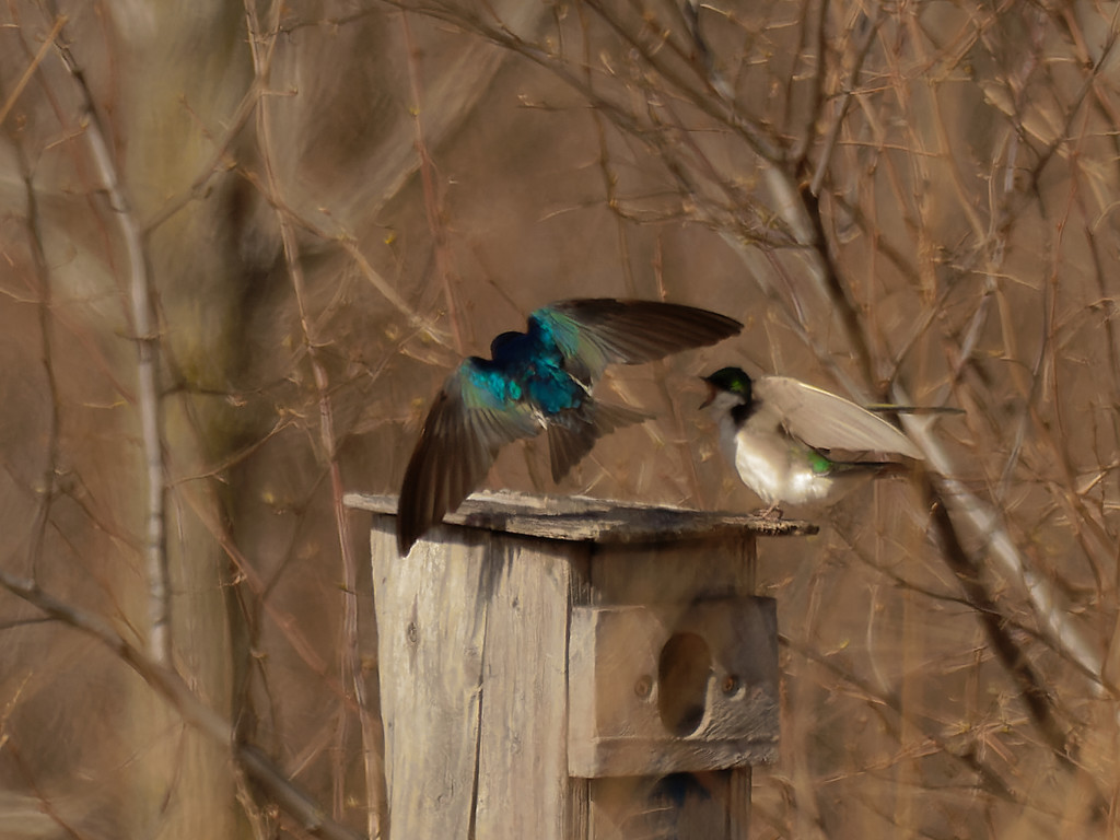 tree swallows come home by rminer