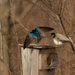 tree swallows come home by rminer
