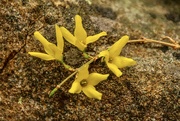 31st Mar 2021 - The First Forsythia Flowers
