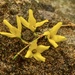 The First Forsythia Flowers by mzzhope