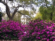 31st Mar 2021 - Splendid azaleas at Hampton Park