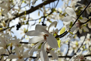 28th Mar 2021 - magnolia 