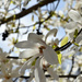 magnolia  by parisouailleurs