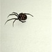 Odd looking spider! by bigmxx