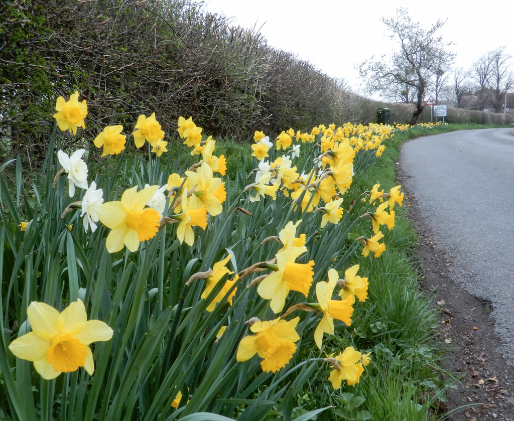 A host of golden daffodils by busylady