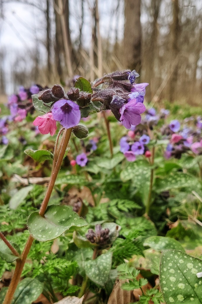 Common lungwort by geertje