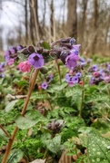 27th Mar 2021 - Common lungwort