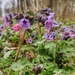 Common lungwort by geertje