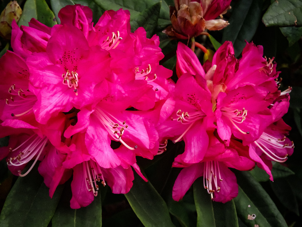 Rhododendrons by mumswaby