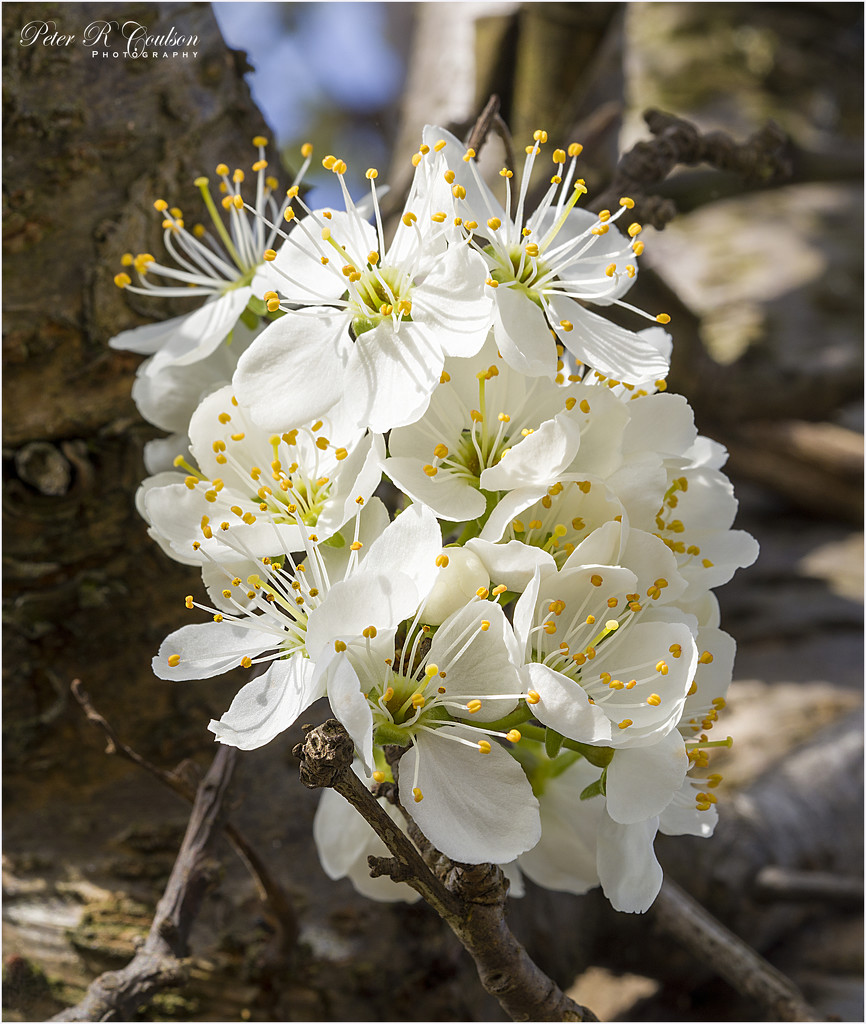 Plum Blossom by pcoulson