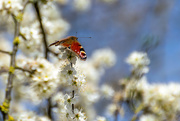 31st Mar 2021 - Butterfly and Blossom 