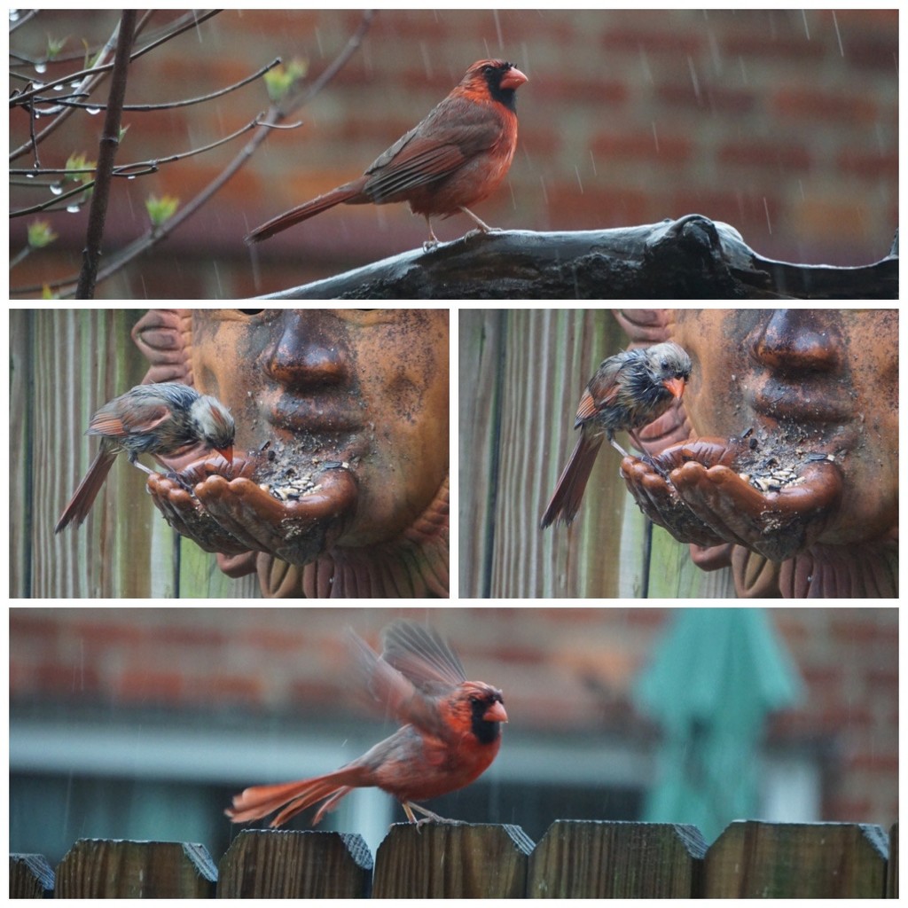 Cardinals in the Rain by allie912