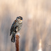 Red-winged Blackbird by dridsdale