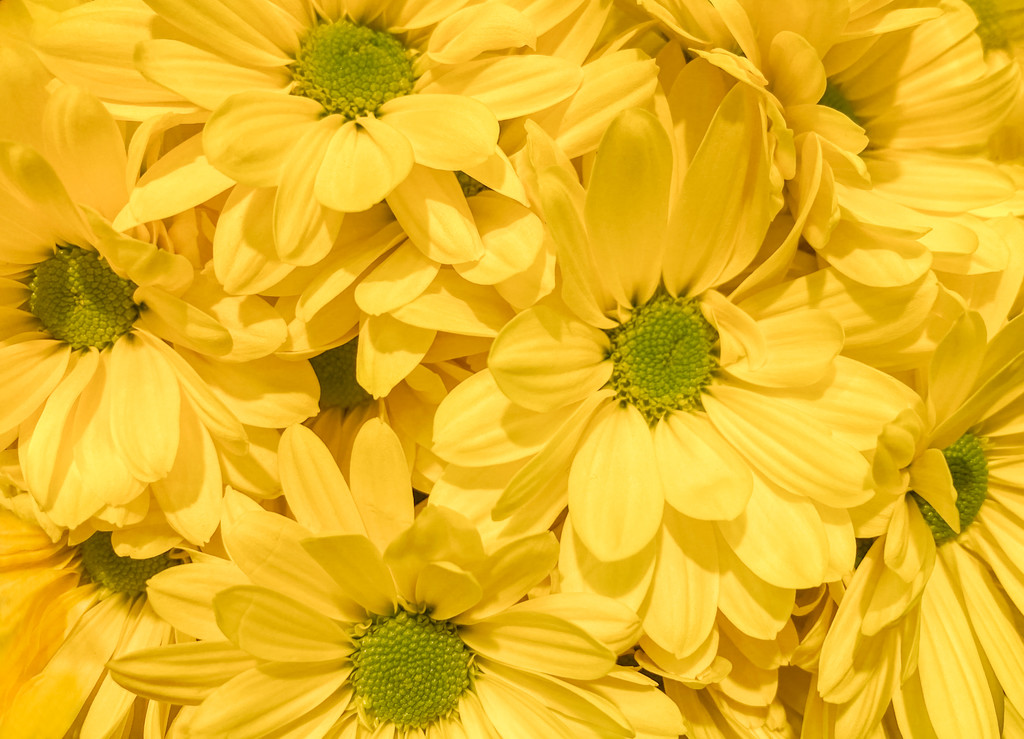 Yellow Daisies by sprphotos