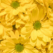 Yellow Daisies by sprphotos